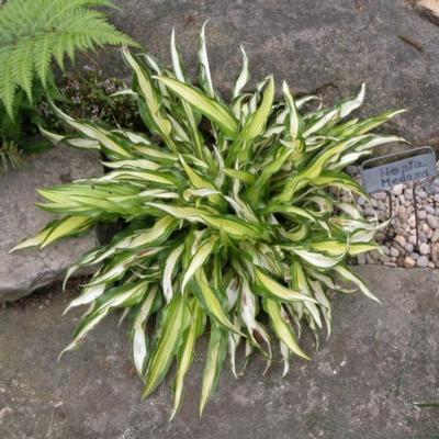 Hosta 'Medusa'